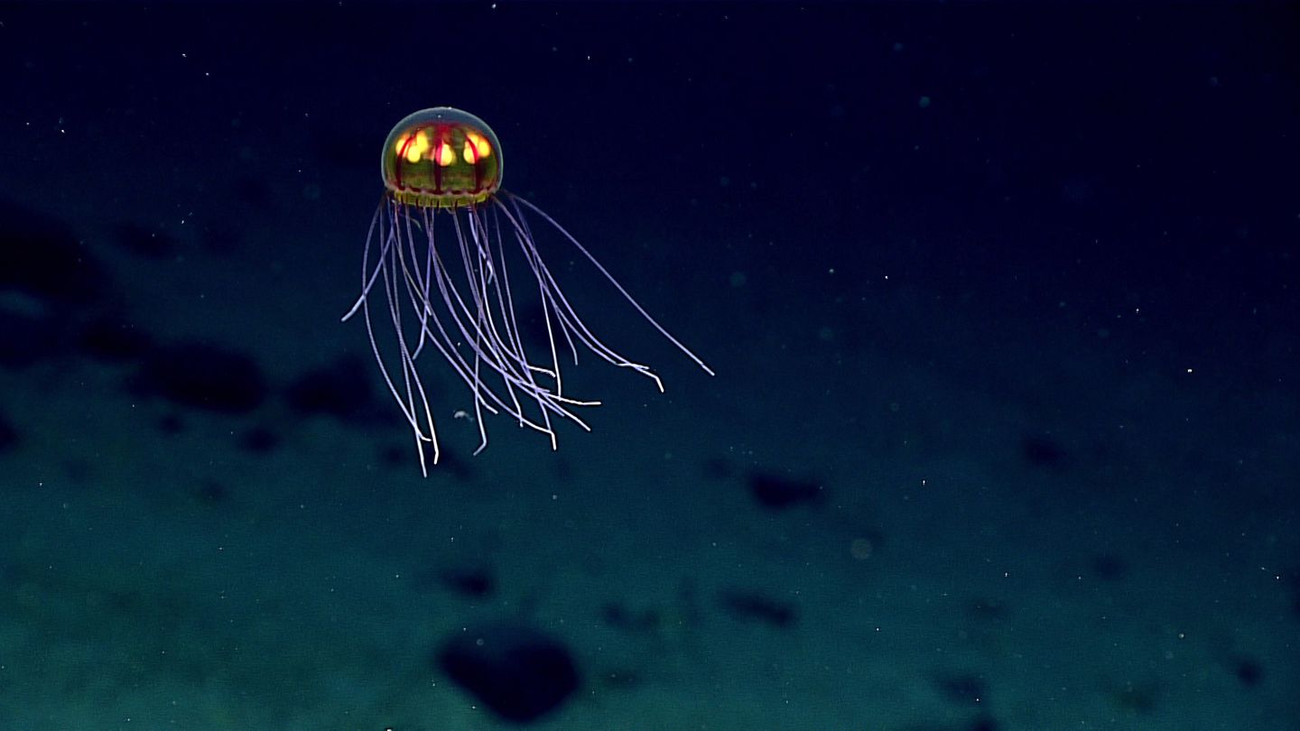 Creatures such as this jellyfish, spotted during a dive in the Mariana Trench in 2016, have adapted to an extremely hostile environment at the bottom of the world's oceans.