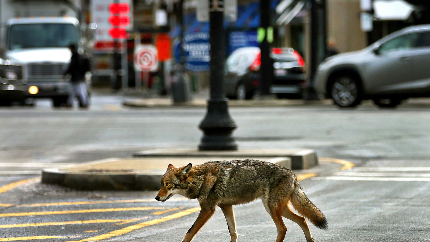 A coyote strolled along Francis Street in front of Brigham and Women’s Hospital where it walked onto the grounds.