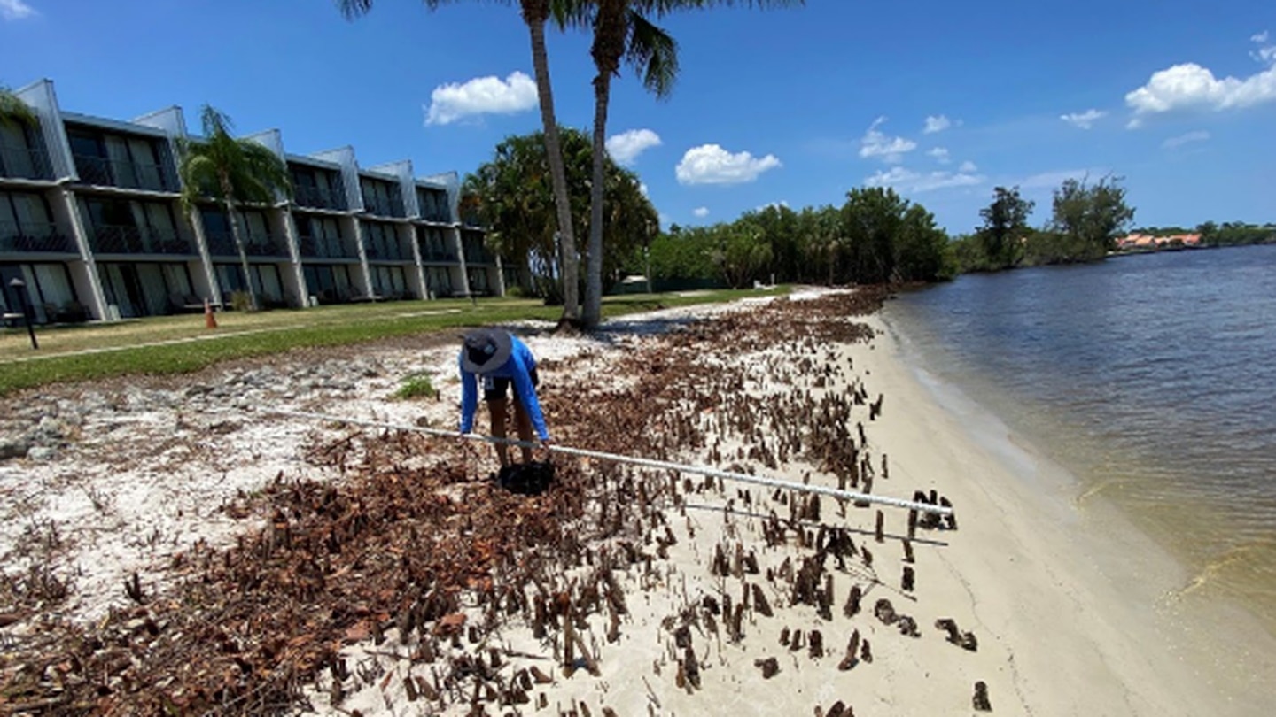 Caption 1: A staff member of the Florida Department of Environmental Protection measures the depth of the mangrove fringe that was chopped to the roots on the shoreline of the Sandpiper Bay Resort in Port St. Lucie, Florida. Rhode Island entrepreneur Michael A. Mota is being questioned by authorities in their investigation into the destruction of 17,789 square feet of protected mangroves at the resort.


Caption 2: A map of the Sandpiper Bay Resort in Port St. Lucie, Florida, shows where the protected mangroves were destroyed on the eastern shore of the St. Lucie River. Rhode Island entrepreneur Michael A. Mota is being questioned by the Florida Department of Environmental Protection as part of their investigation.

Caption 3: Investigators from the Florida Department of Environmental Protection found large dumpsters overflowing with fresh-cut mangrove branches at Sandpiper Bay Resort in Port St. Lucie, Florida, on May 10. Rhode Island entrepreneur Michael A. Mota is being questioned as part of the investigation.